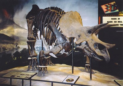 Triceratops at Science Museum of Minnesota