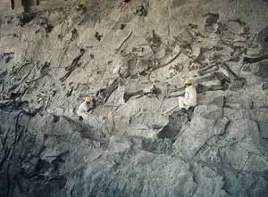 Dinosaur Wall in Dinosaur National Monument