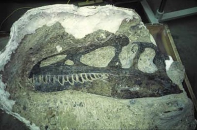 Fossilized Allosaurus skull at Dinosaur National Monument