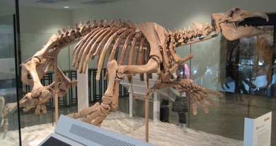 Paleoparadoxiid skeleton at the Natural History Museum of Los Angeles County
